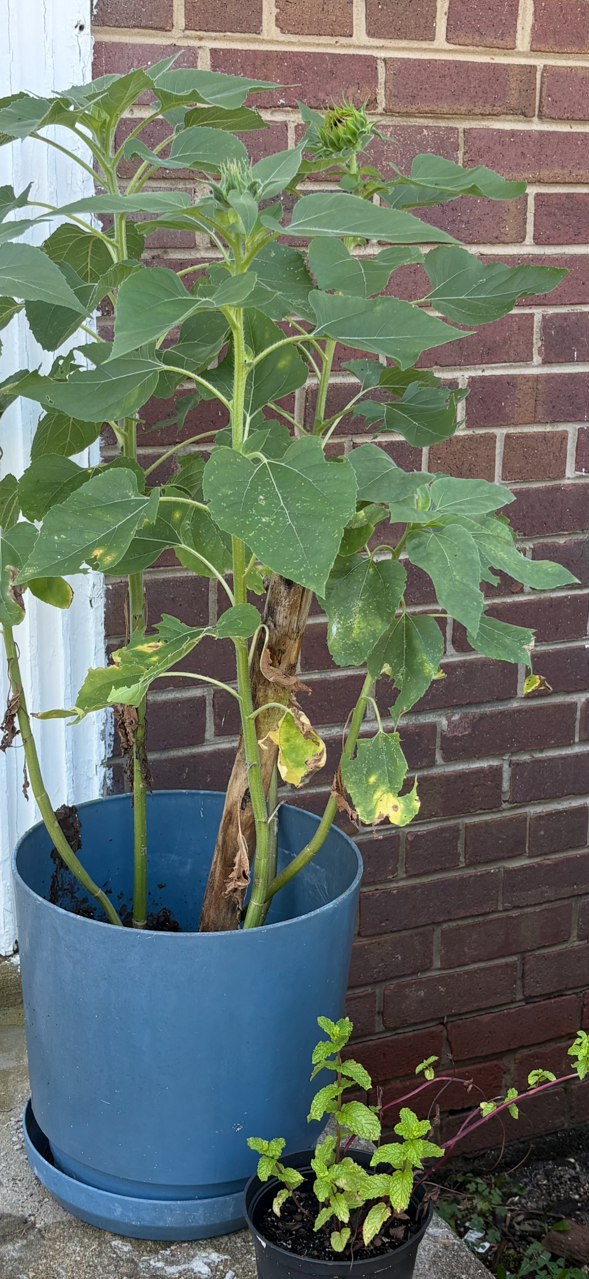 Tall sunflower plant with budding blooms in a blue pot beside a small mint plant against a brick wall